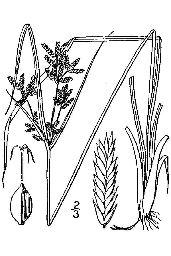 Cyde Tree NWPL - Species Search
