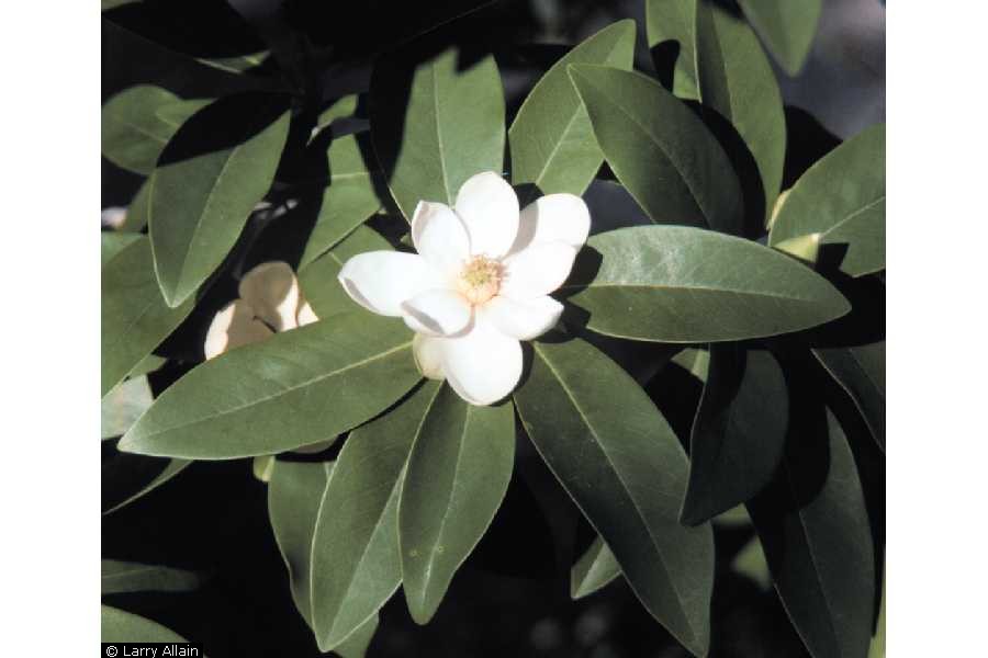 Magnolia Rabiana NWPL - MAVI2