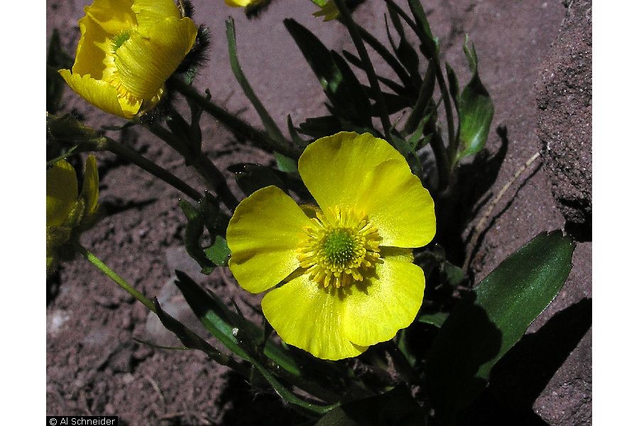Flor Ramecuca NWPL - RAMA