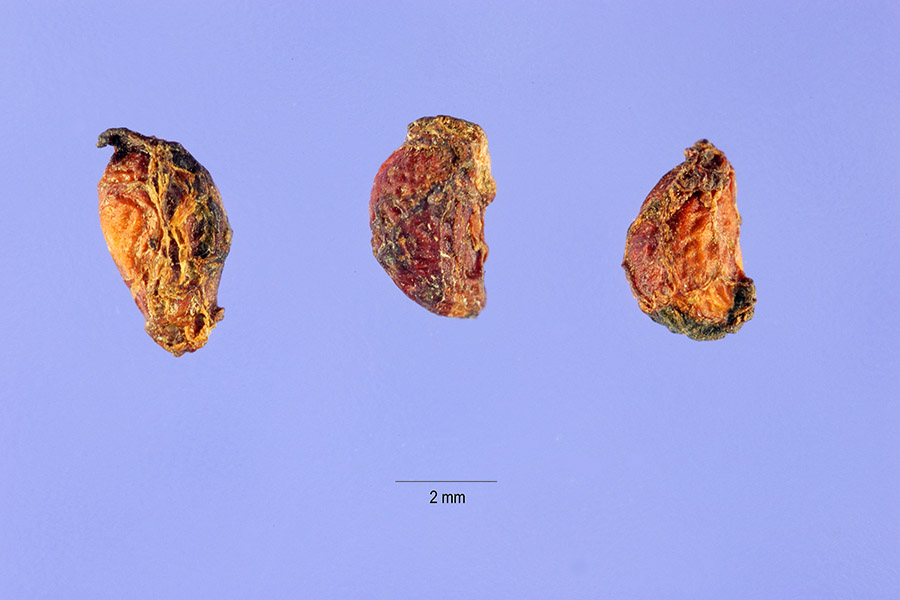 Carapelli Rusp NWPL - RUSP